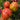 616 Long Tall Sally Tomato, 5 Seeds