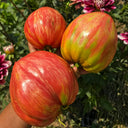 616 Long Tall Sally Tomato, 5 Seeds