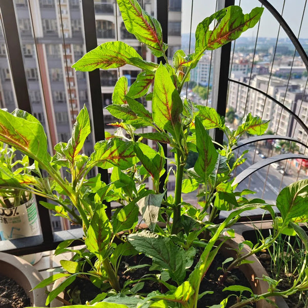 Willow-Leaf Red Amaranth Seeds, 10g
