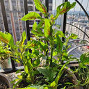 Willow-Leaf Red Amaranth Seeds, 10g