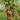 325 Korean Creeping Tomato, 5 Seeds