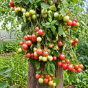 325 Korean Creeping Tomato, 5 Seeds