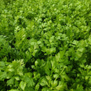 Michelin Fruit Celery Seeds, 10g