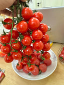 ‘Millennium’ Cherry Tomato Seeds, 200 Seeds