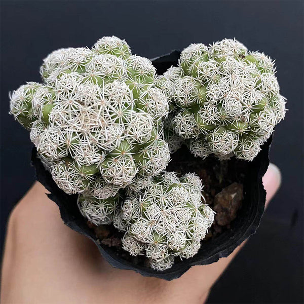Mammillaria gracilis fragilis 'Thimble Cactus', 3-4cm
