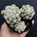 Mammillaria gracilis fragilis 'Thimble Cactus', 3-4cm