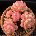 Echeveria cv. 'Red Queen', 3pcs x 1-head