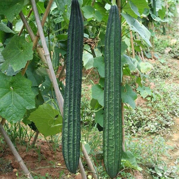 Meiling No.2 Luffa Seeds, 10g