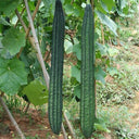 Meiling No.2 Luffa Seeds, 10g
