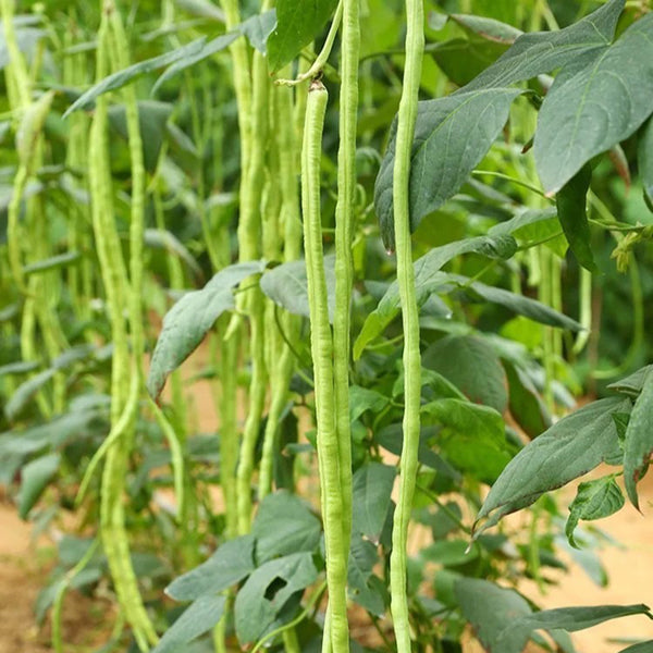 Yuyan Zaoguan Cowpea Seeds, 100g