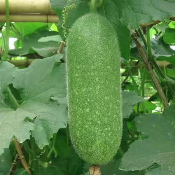 Baoli F1 Hybrid Hairy Gourd, 50 Seeds