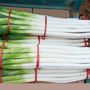 Zhangqiu Green Onion Seeds, 10g