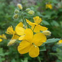 Greater Celandine, 500 Seeds