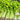 White Bone Yellow Heart Celery Seeds, 5g