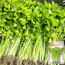 White Bone Yellow Heart Celery Seeds, 5g
