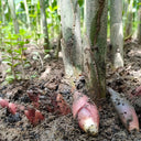 Myoga Ginger Seeds