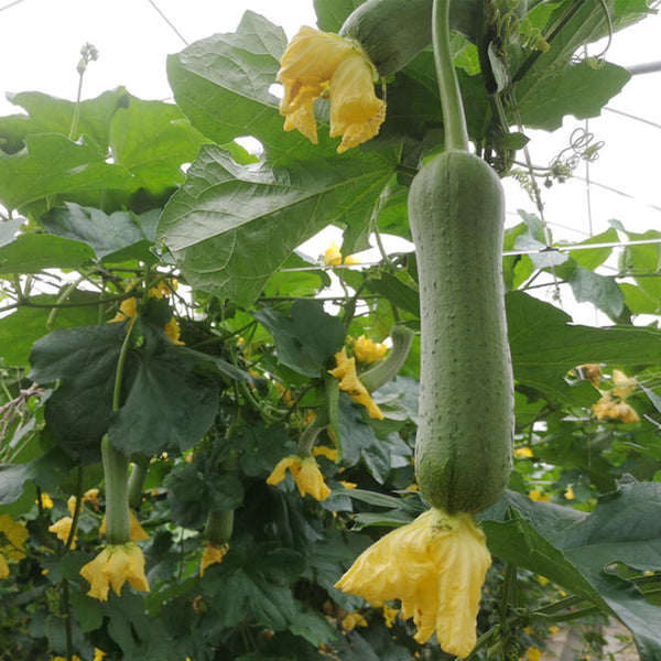 Qingmei Luffa Seeds, 20 Seeds