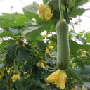 Qingmei Luffa Seeds, 20 Seeds