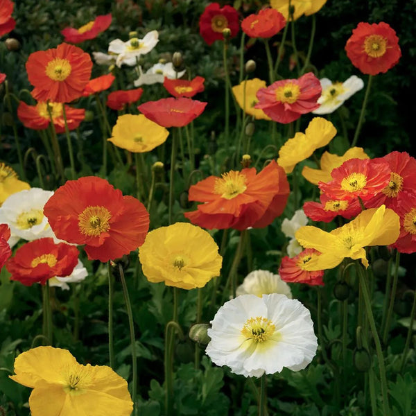 Iceland Poppy, 1g