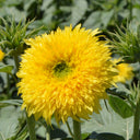 'Winnie Bear' Ornamental Sunflower Seeds, 1g