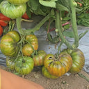 948 Happiness Strike F2 Tomato, 5 Seeds