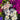 Mixed Colors Large-flowered Cineraria