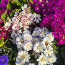 Mixed Colors Large-flowered Cineraria