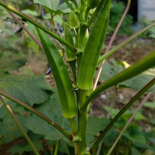 Lianglv No.2 Okra Seeds, 10g