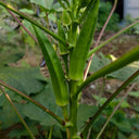 Lianglv No.2 Okra Seeds, 10g