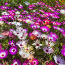 Trailing Ice Plant (Lampranthus spectabilis) Seeds, 200 Seeds