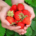 'Medelet' Red Strawberry Seeds