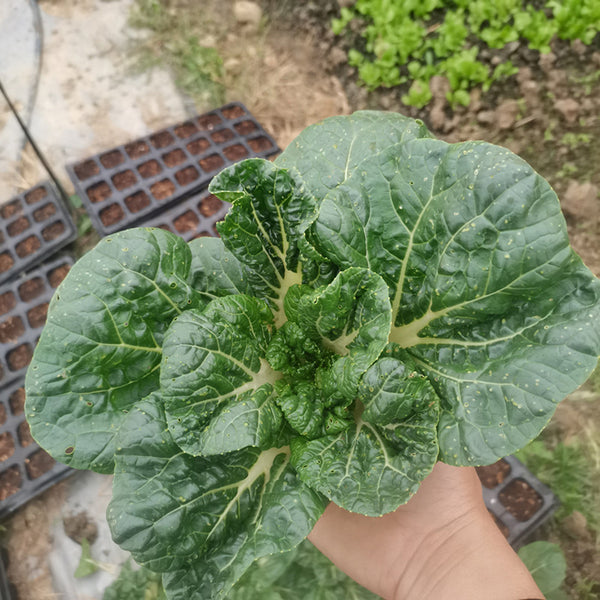 Hong Kong Milky Pak Choi Seeds, 20g