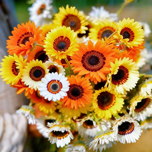 Double Cape Daisy Mixed Colors, 200 Seeds
