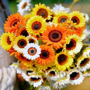 Double Cape Daisy Mixed Colors, 200 Seeds