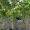 Yushuai Smooth Luffa, 10 Seeds