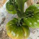 Black Steak Tomato, 100 Seeds