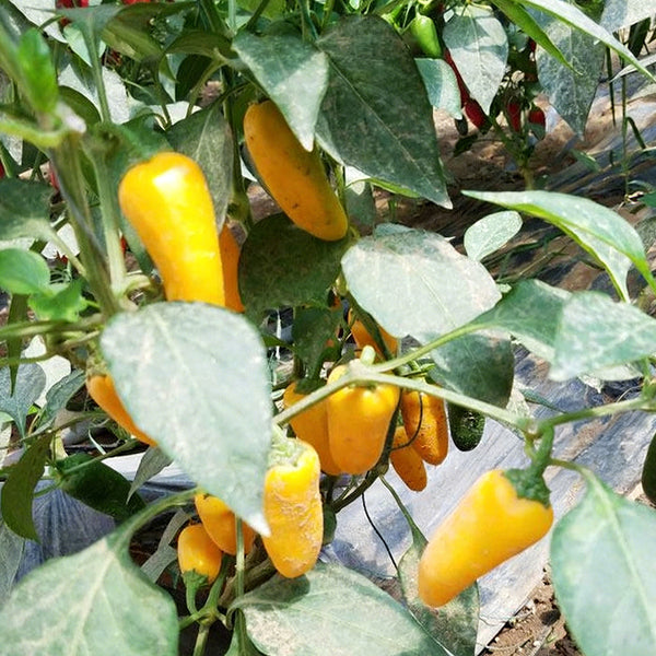 Mini Yellow Sweet Pepper, 10 Seeds