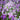 Chinese violet cress (Orychophragmus violaceus) Seeds, 200 Seeds
