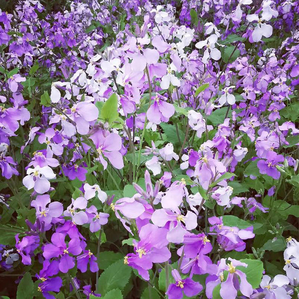 Chinese violet cress (Orychophragmus violaceus) Seeds, 200 Seeds