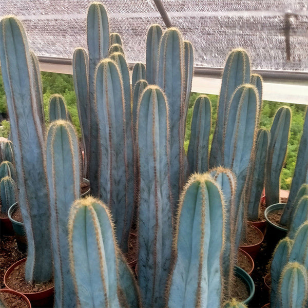 Pilosocereus pachycladus, 10-13cm