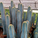 Pilosocereus pachycladus, 10-13cm