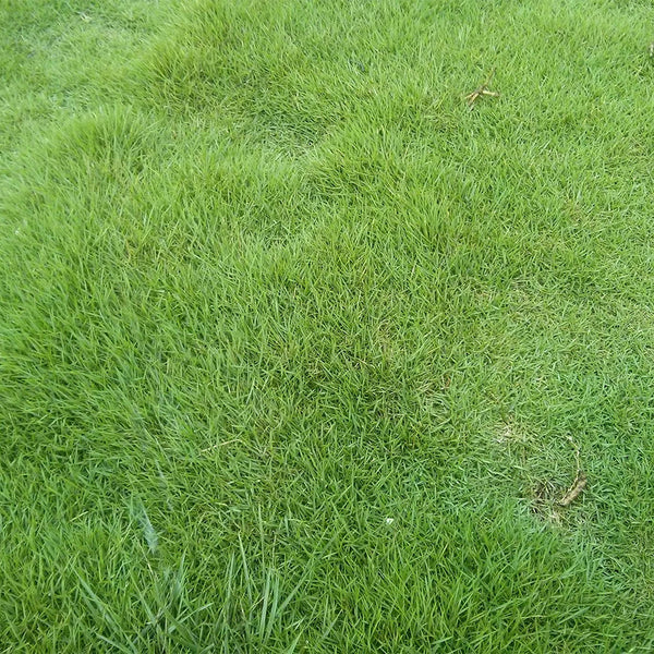 Red Fescue Seeds, 500g