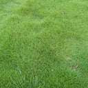 Red Fescue Seeds, 500g