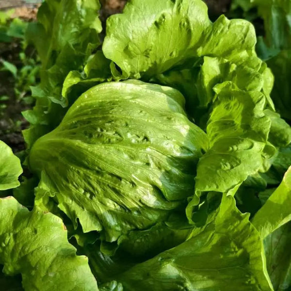 Meilü 103 Crisphead Lettuce, 2000 Seeds