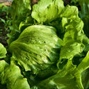 Meilü 103 Crisphead Lettuce, 2000 Seeds