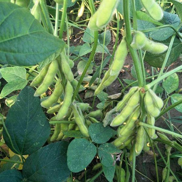 Jiaoda No.18 Edamame, 100 Seeds