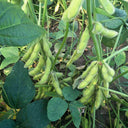Jiaoda No.18 Edamame, 100 Seeds
