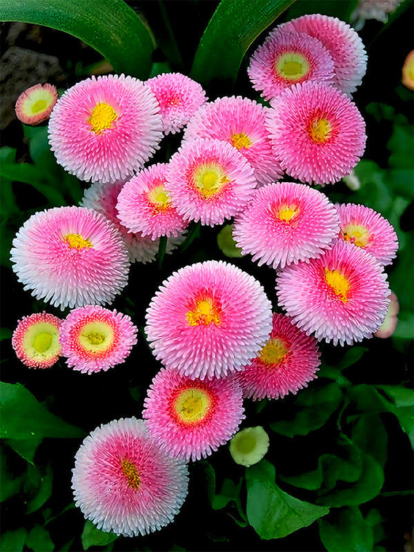 'Mid' Common Daisy, Pink