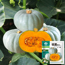 Silver Chestnut Pumpkin Hybrid Seeds