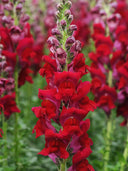 Tall Snapdragon, Dark Red